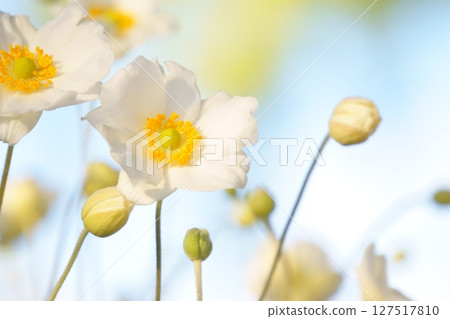 白花,銀蓮花 白花,銀蓮花 127517810