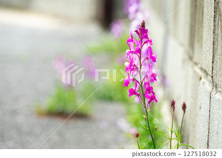 柳穿魚在島上的小巷裡靜靜地綻放 127518032