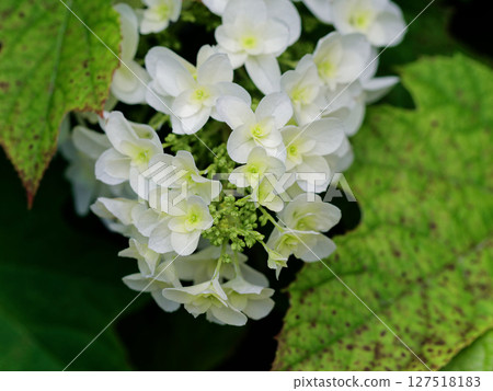 繡球花的白色花瓣,原產於北美東部,繡球科 繡球花的白色花瓣,原產於北美東部,繡球科 127518183