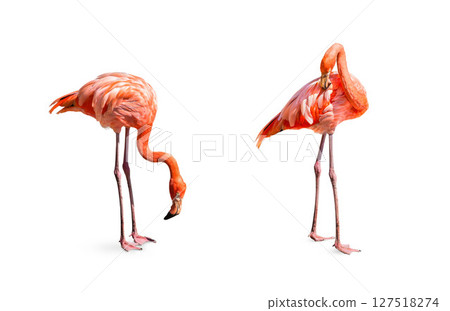 Collection, flamingo (Phoenicopterus ruber) Heart shape, neck curl and standing posture isolated on white background. 127518274