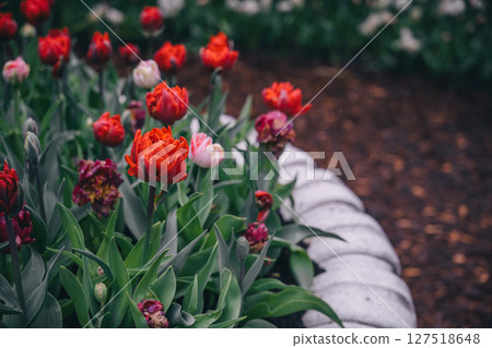 Vibrant tulip garden blooms in early spring sunshine at a local park 127518648