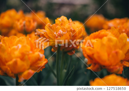 Vibrant spring tulips bloom in a garden showcasing bright orange petals Vibrant spring tulips bloom in a garden showcasing bright orange petals 127518650