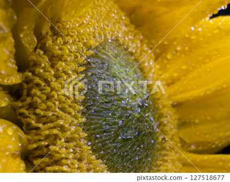 Sunflower Center Macro with Dewdrops and Petals 127518677