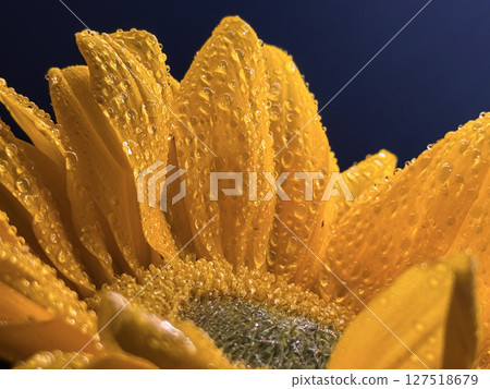 Macro Close-Up of Dewy Sunflower Petals with Water Droplets 127518679