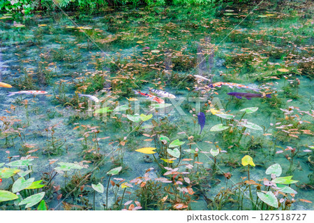 岐阜縣關市無名池塘 127518727