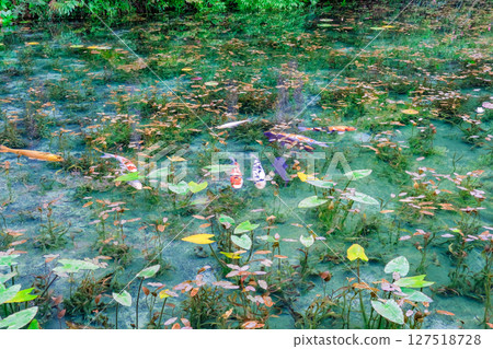 Nameless Pond in Seki City, Gifu Prefecture 127518728
