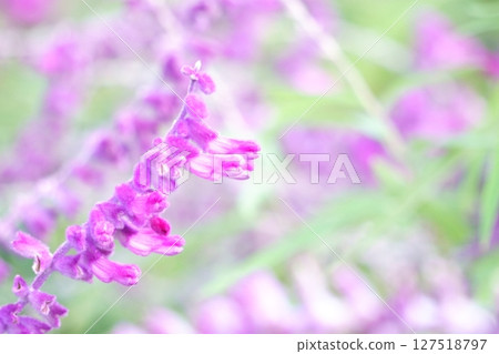 Purple amethyst sage bathed in light 127518797