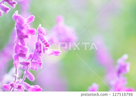 Amethyst sage flower bathed in sunlight 127518798