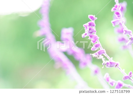 紫色花朵藍鼠尾草 紫色花朵藍鼠尾草 127518799