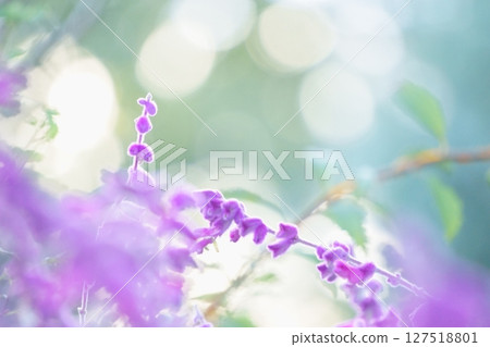 燈光下的藍色鼠尾草 127518801