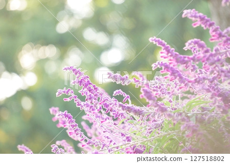 紫藍色的鼠尾草花在夕陽下閃閃發光 127518802