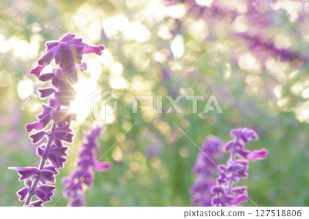夕陽下閃閃發光的藍色鼠尾草 夕陽下閃閃發光的藍色鼠尾草 127518806