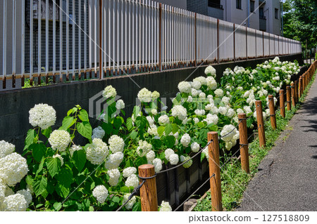 東京小平市立繡球花公園繡球花節 東京小平市立繡球花公園繡球花節 127518809