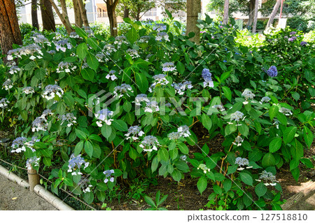 東京小平市立繡球花公園繡球花節 東京小平市立繡球花公園繡球花節 127518810