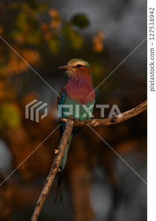 Lilac-breasted roller looks left on gnarled branch Lilac-breasted roller looks left on gnarled branch 127518942