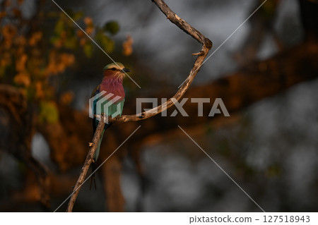 Lilac-breasted roller looks right on gnarled branch Lilac-breasted roller looks right on gnarled branch 127518943