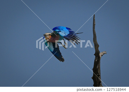 Lilac-breasted roller lowers wings flying from stump Lilac-breasted roller lowers wings flying from stump 127518944