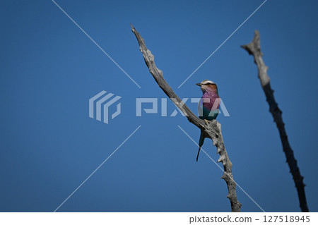 Lilac-breasted roller on bare branch beside another Lilac-breasted roller on bare branch beside another 127518945