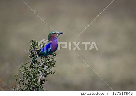Lilac-breasted roller on bush holding head high Lilac-breasted roller on bush holding head high 127518946