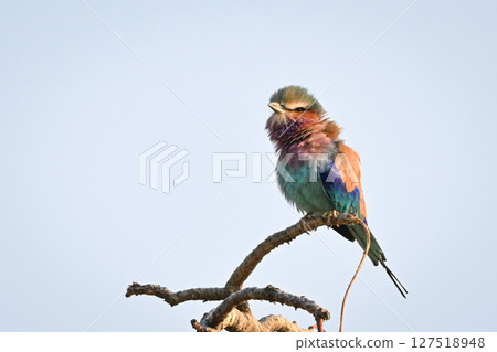Lilac-breasted roller on dead branch lifts beak Lilac-breasted roller on dead branch lifts beak 127518948