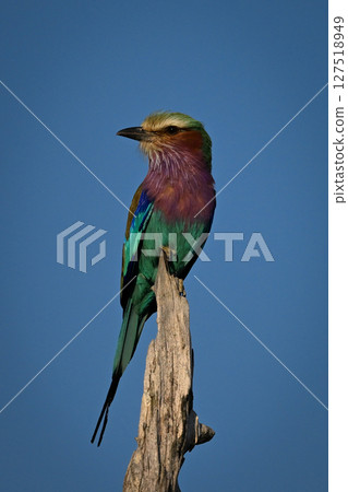 Lilac-breasted roller on dead stump turns head Lilac-breasted roller on dead stump turns head 127518949