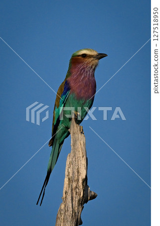Lilac-breasted roller on dead stump with catchlight Lilac-breasted roller on dead stump with catchlight 127518950