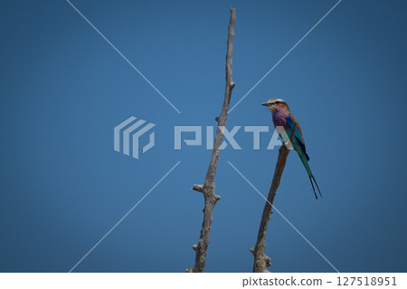 Lilac-breasted roller on dead tree faces left Lilac-breasted roller on dead tree faces left 127518951