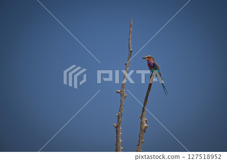 Lilac-breasted roller on dead tree facing left 127518952