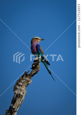 Lilac-breasted roller on dead tree looks back Lilac-breasted roller on dead tree looks back 127518953