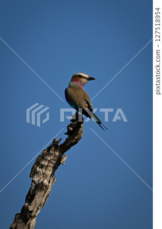 Lilac-breasted roller on dead tree turns back Lilac-breasted roller on dead tree turns back 127518954