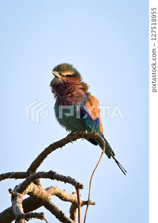 Lilac-breasted roller on gnarled branch lifts beak 127518955