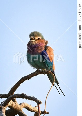 Lilac-breasted roller on gnarled branch opens beak Lilac-breasted roller on gnarled branch opens beak 127518956