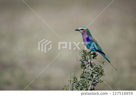 Lilac-breasted roller on green bush in profile Lilac-breasted roller on green bush in profile 127518959