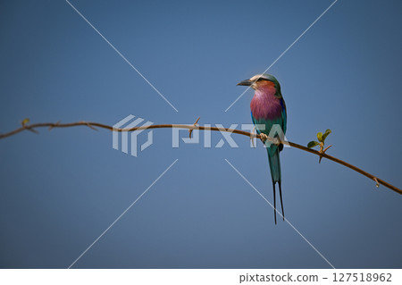 Lilac-breasted roller on slim branch looking left 127518962