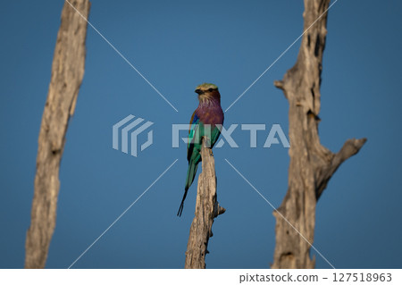 Lilac-breasted roller on stump between two others Lilac-breasted roller on stump between two others 127518963