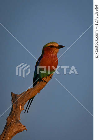 Lilac-breasted roller on stump in rosy light 127518964