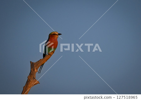 Lilac-breasted roller on stump in warm light 127518965