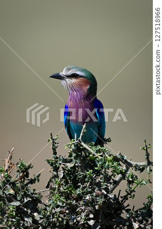 Lilac-breasted roller on tangled bush gazing left 127518966