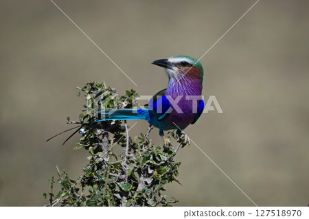 Lilac-breasted roller on tangled bush turning head Lilac-breasted roller on tangled bush turning head 127518970