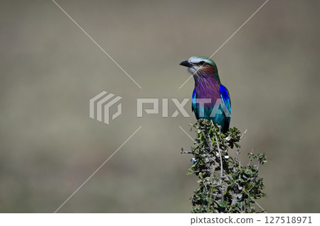 Lilac-breasted roller on tangled bush with catchlight Lilac-breasted roller on tangled bush with catchlight 127518971