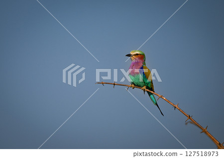 Lilac-breasted roller on thorn branch in sunshine 127518973