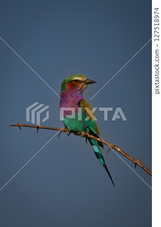 Lilac-breasted roller on thorny branch turning head 127518974