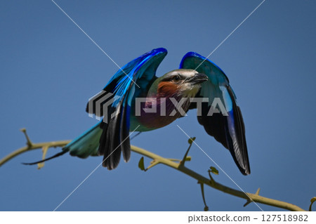 Lilac-breasted roller takes off from green branch Lilac-breasted roller takes off from green branch 127518982