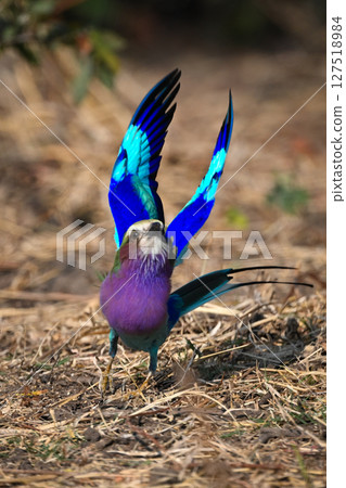 Lilac-breasted roller takes off from leaf litter Lilac-breasted roller takes off from leaf litter 127518984