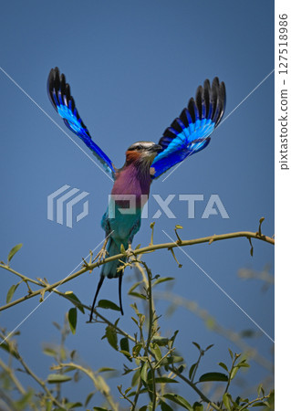 Lilac-breasted roller takes off from tangled bushes Lilac-breasted roller takes off from tangled bushes 127518986
