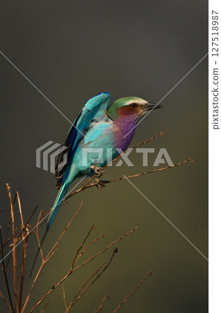 Lilac-breasted roller takes off from thin branches Lilac-breasted roller takes off from thin branches 127518987