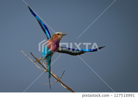 Lilac-breasted roller taking off from bare bough Lilac-breasted roller taking off from bare bough 127518991