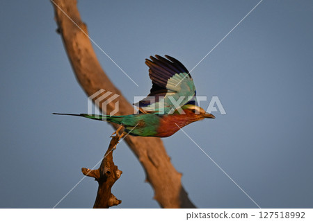 Lilac-breasted roller taking off from dead tree Lilac-breasted roller taking off from dead tree 127518992
