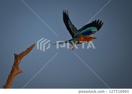 Lilac-breasted roller taking off from diagonal branch 127518993