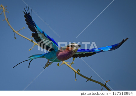 Lilac-breasted roller taking off from green branch Lilac-breasted roller taking off from green branch 127518994